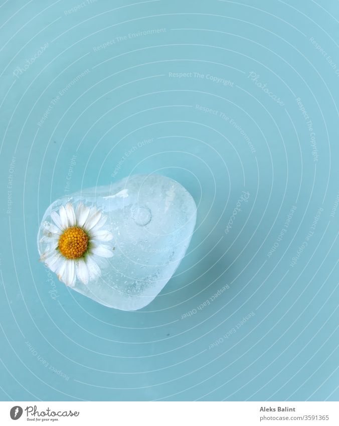 Eiswürfel mit Gänseblümchen Gänseblümchenblüten gefroren frisch kalt Sommer Erfrischung