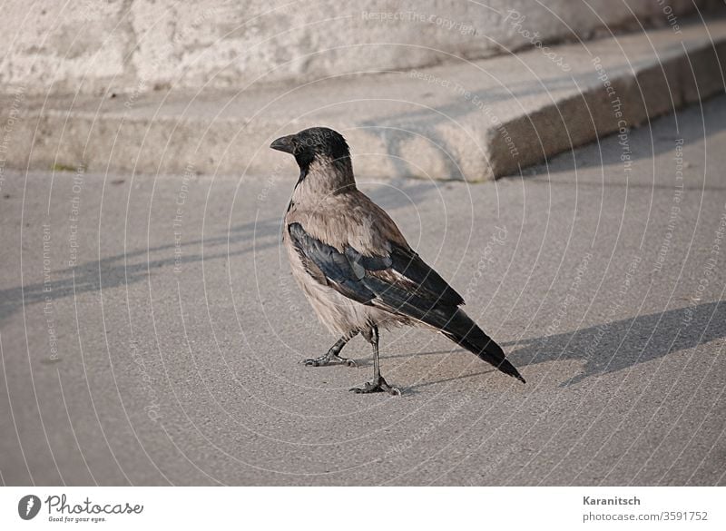 Eine Krähe beim Morgenspaziergang. Nebelkrähe Corvus Cornix Sperlingsvogel Vogel Rabenvogel Singvogel Tier Futtersuche spazieren Straße Sonnenschein Schatten