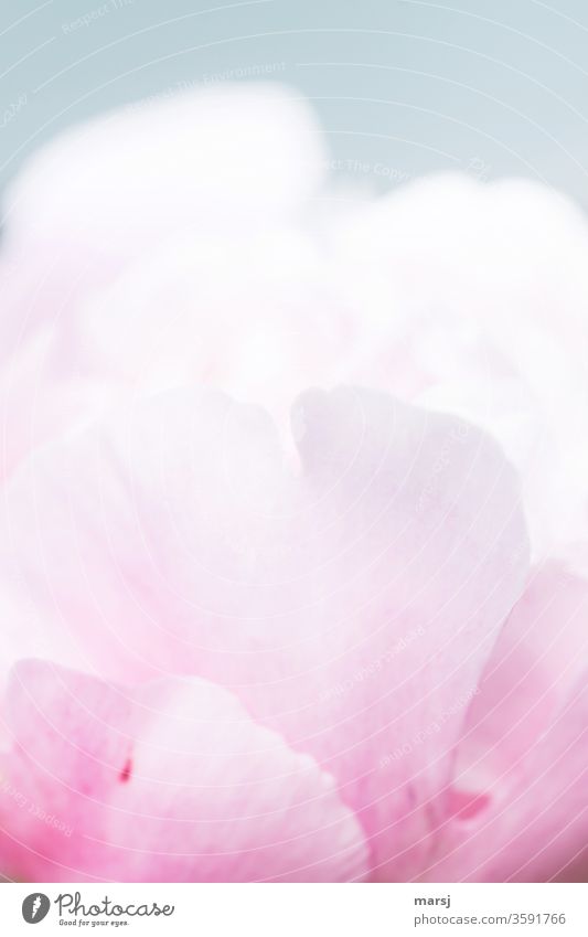 Mädchenfarbene Teile einer Pfingstrosenblüte rosa Blüte mädchenfarben zartrosa Pastellfarben Wachstum Außenaufnahme Natur Blütenblatt Frühling Garten