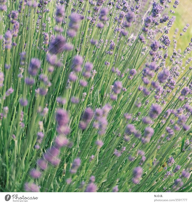 Lavendel im Quadrat Pflanze Blüte violett Duft Natur Blume Farbfoto Sommer Schwache Tiefenschärfe Außenaufnahme Tag Blühend grün Menschenleer Heilpflanzen Farbe