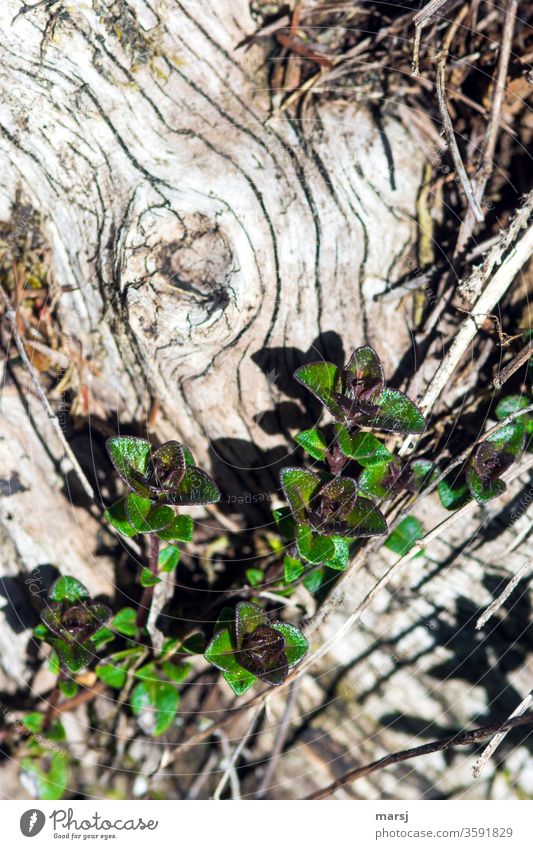 Junge Pflanze, die ein altes, verwittertes Stück Holz begrünt. Frisches Grün frisch jung neues Leben Wachstum Natur Blatt natürlich begrünen zurückerobern klein
