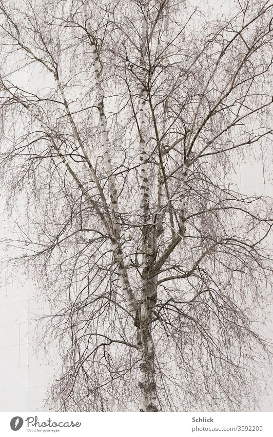 Kahle Birke vor hellgrauer Fassade aus Fassadenplatten Baum kahl formatfüllend monochrom Ausschnitt Äste Zweige Stamm Baumstamm Betula Winter Herbst