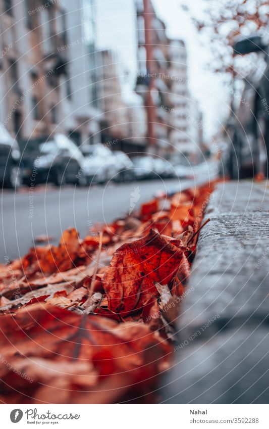 Herbst mit Laubfall Blätter Straße fallen Herbstbeginn