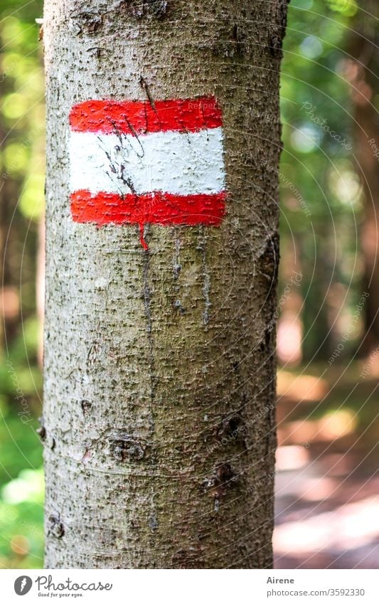 Pfadfinders Freude Wegweiser weiß rot Markierung Farbe farbig Hinweis Wald Wanderausflug Berge u. Gebirge bemalt Wandertag Fußweg Schild Hinweisschild