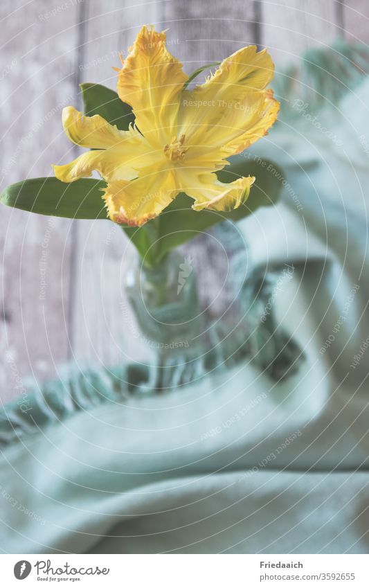 Blumen-Stillleben Tulpenblüte gelb Vase Tischdecke Tischdekoration daheim Blumenliebe Unschärfe sanfte Farben matt