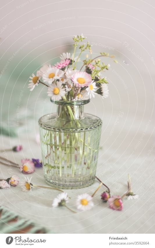 Gänseblümchen in der Vase Stillleben Blümchen Glasvase Tischdekoration sanfte Farben Unschärfe matt zauberhaft