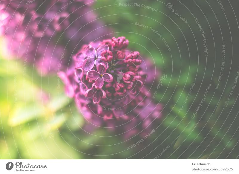 Flieder lila Makroaufnahme samtig Unschärfe Natur Blumen strauch traumhaft Naturfotografie duftend