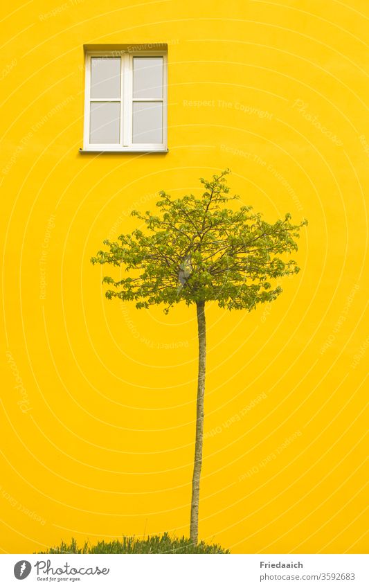 gelbe Hauswand mit Baum Fassade leuchtende Farben minimalistisch Sightseeing Stadtnatur front Außenaufnahme Menschenleer Tag Detailaufnahme