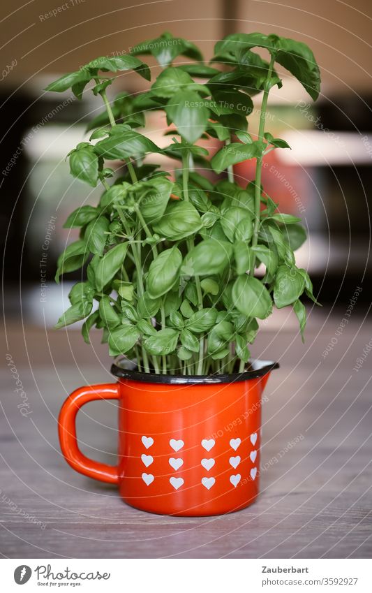 Basilikum in einer roten Tasse mit weißen Herzen grün Pflanze Gewürz Küche kochen Italienische Küche Kräuter & Gewürze Lebensmittel kochen & garen gemütlich
