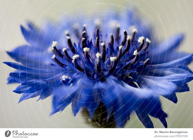 Kornblume, Centaurea cyanus, offener Blütenkopf Zentaurea Bachelor-Button Blume Kopf jährlich Pflanze Asteraceae Verbundwerkstoffe Europäer Unkraut