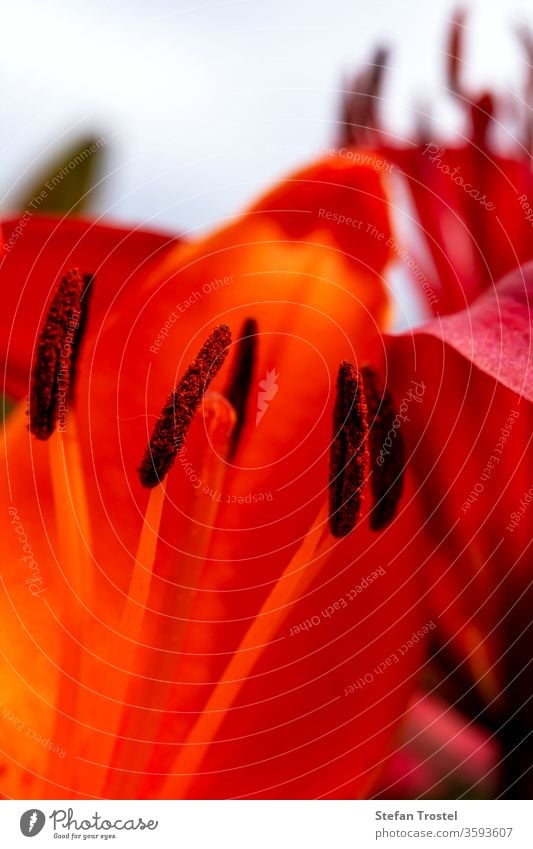 Sammlung von Pollen auf einer Lilie in Nahaufnahme Lilien Frühling natürlich Farbe flora botany-lilium_bulbiferum Natur blühende Blume_orange_Lilie Blatt