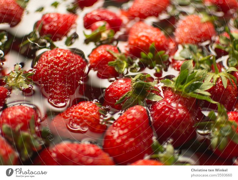 Köstliche süße rote Erdbeeren schwimmen im Wasser, bevor aus ihnen leckere Erdbeermarmelade gekocht wird Früchte Obst waschen säubern Kochvorbereitung köstlich
