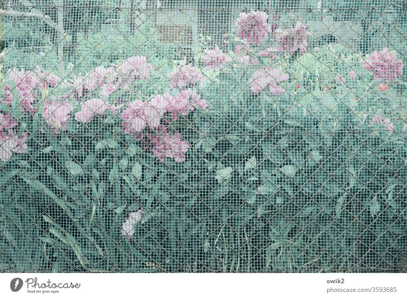 Züchtig Rosen blühend Blüten Zaun Gitter Maschendrahtzaun durchsichtig schemenhaft geheimnisvoll Menschenleer Pflanze Farbfoto Außenaufnahme Tag Blühend Umwelt