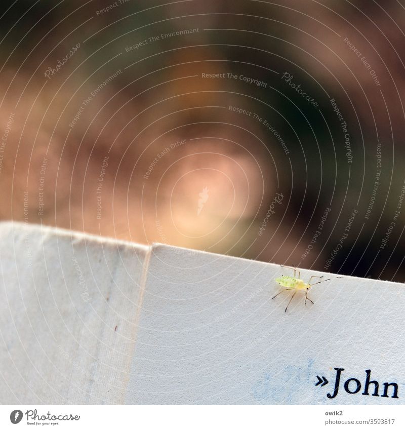 John kriegt Besuch Buch Buchseite Papier Buchstabe Name Tierchen Milbe Insekt klein winzig krabbeln neugierig Farbfoto Nahaufnahme lesen Schwache Tiefenschärfe
