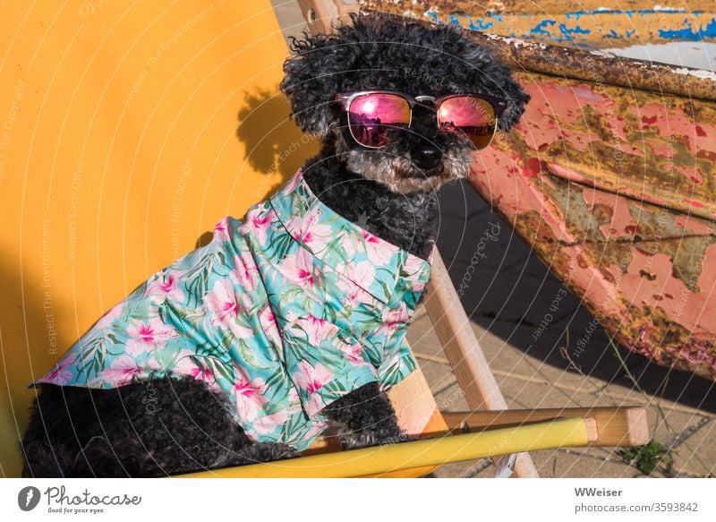 Schicker Hund mit Sonnenbrille Hawaihemd Klappstuhl Liegestuhl gelb Sommer Ferien & Urlaub & Reisen Sommerurlaub Sonnenlicht Erholung chillen lächeln Strand