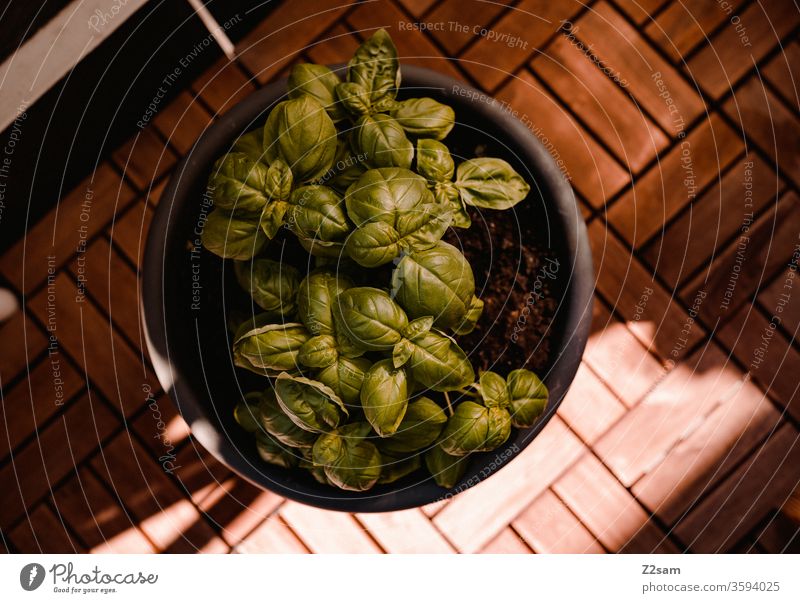 Basilikum auf dem Balkon balkon topfpflanze kräuter gesund kochen italien mediterran sommer sonne wärme natürlich ernährung gesundheit nahrungsmittel holzboden