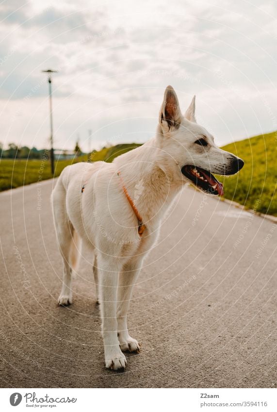 Weißer Schäferhund gassi gehen schäferhund weiß schön hübsch groß freundlich portrait stolz straße Spaziergang sommer sonne grün wiese fell Tier Haustier