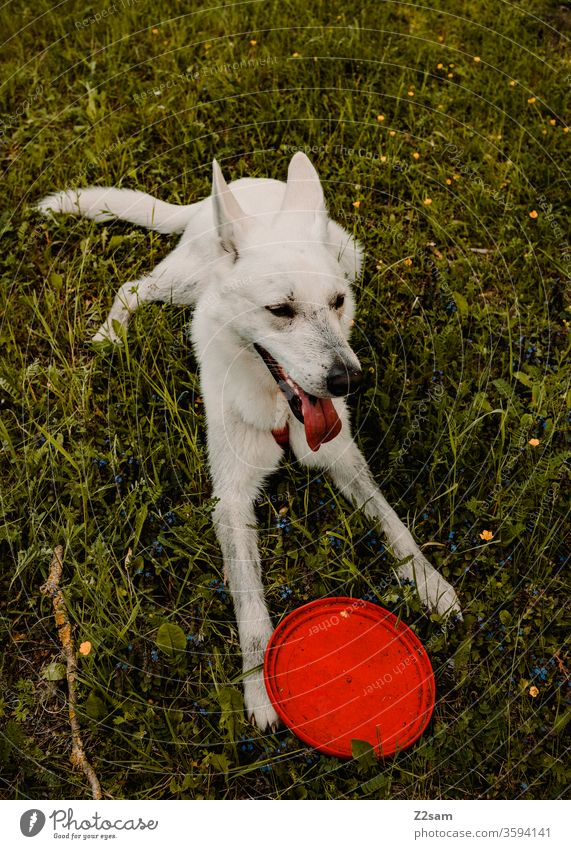 Weißer Schäferhund spielt mit Frisbee gassi gehen frisbee spielen weißer schäferhund verspielt sitzen platz brav warten ausruhen wiese grün natur draußen