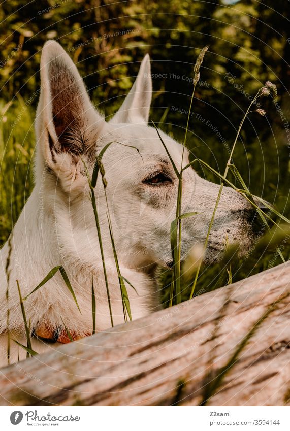 Portrait eines weißen Schäferhundes portrait schäferhund ohren schnautze natur landschaft nahaufnahme profil schön fell holz grün sträucher gras Tierporträt