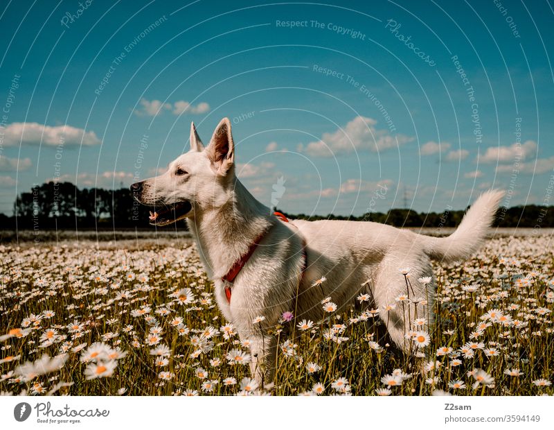 Weißer Schäferhund im Blumenfeld gassi gehen schäferhund blumenfeld kitsch weiß tier haustier wald natur landschaft bäume bauer abendsonne sonnenuntergang