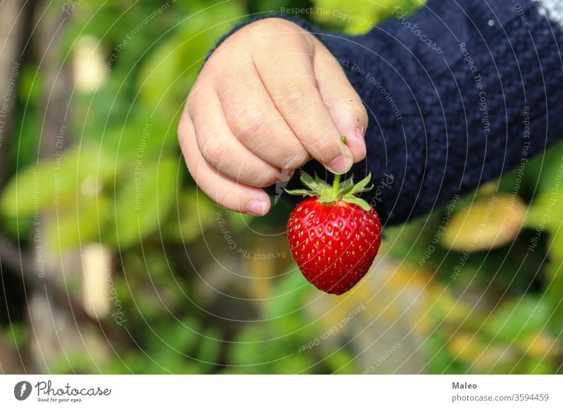 Eine Kinderhand hält eine große Erdbeere Erdbeeren Beeren Frucht grün Hand rot reif geschmackvoll Ackerbau Lebensmittel saftig Nahaufnahme Bauernhof frisch