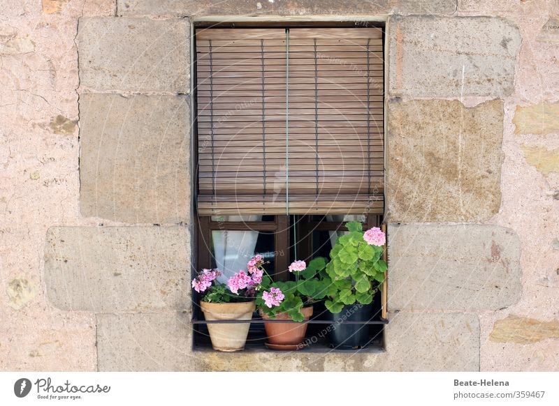 Es war Sommer Ferien & Urlaub & Reisen Tourismus Sommerurlaub Spanien Häusliches Leben Wohnung Haus Blume Blüte Topfpflanze Blühend schön braun rosa Erholung