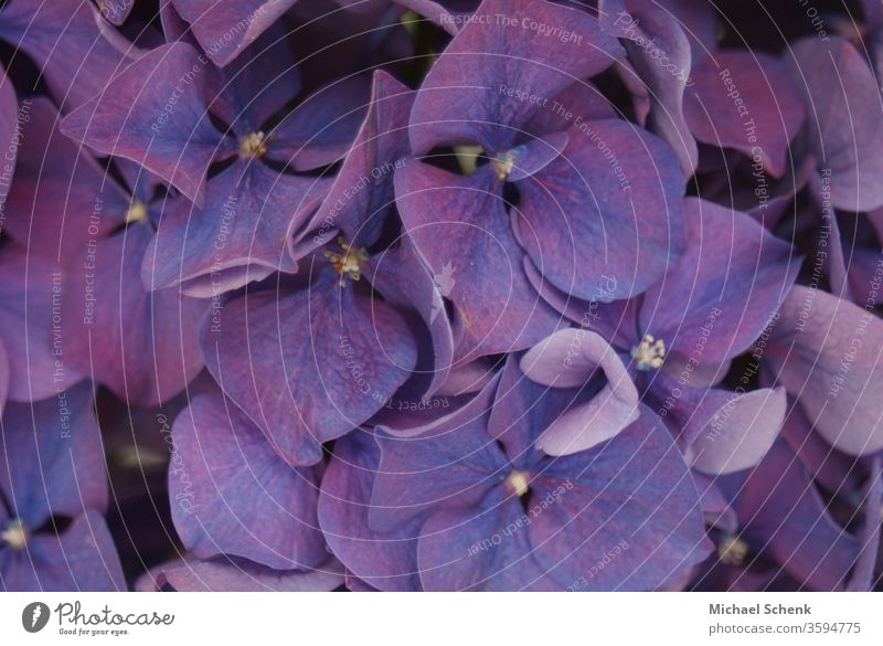 eine violette Gartenhortensie in voller Blüte Natur Blumen Pflanze purpur Hortensie aufgeblüht Farbfoto Makroaufnahme schön