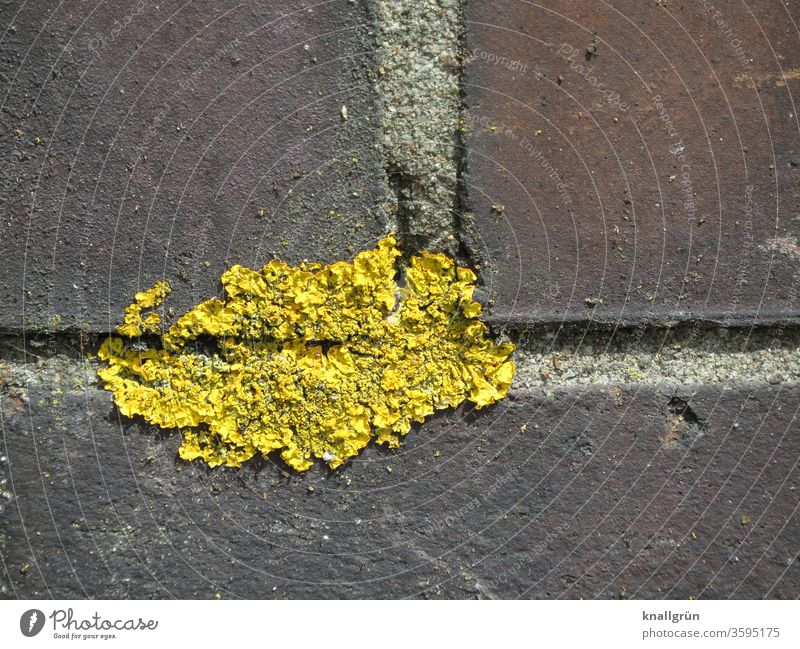 Nahaufnahme von Gelbflechte in einer Mauerfuge Pflanze Algen Pilz Umwelt Natur Außenaufnahme Farbfoto gelb Flechten braun Wachstum Botanik Menschenleer