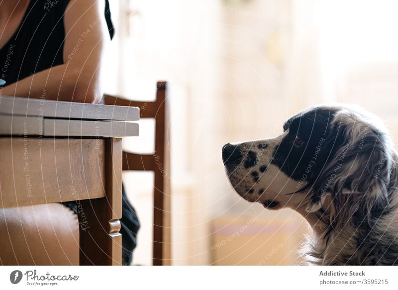 Gehorsamer, aufmerksamer Hund sitzt neben dem Pflanzenbesitzer und arbeitet zu Hause am Schreibtisch Besitzer Haustier heimwärts gehorsam besinnlich Frau
