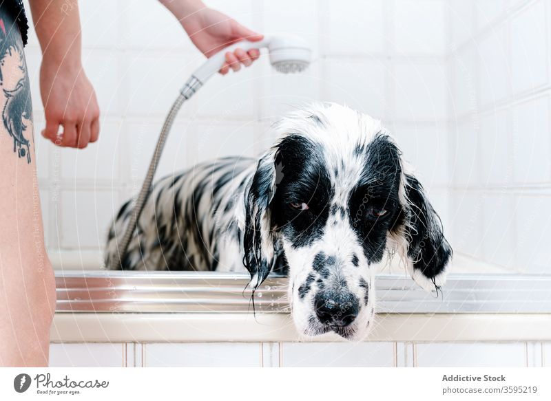 Frau badet gehorsamen Hund nach Spaziergang zu Hause in Badewanne Besitzer Waschen Dusche Komfort Haustier englischer Setter Leckerbissen Baden Futter heimwärts