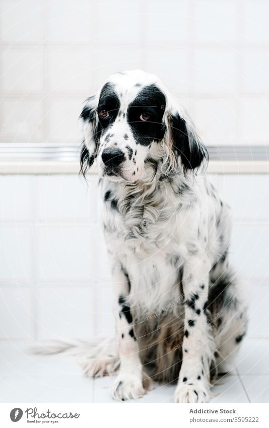 Gelassener fleckiger Hund auf dem Boden sitzend in hellem Badezimmer Haustier heimwärts englischer Setter Tier ruhen LAZY Eckzahn sich[Akk] entspannen