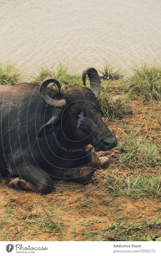 Afrikanische Büffel am See liegend Safari dreckig Tierwelt Park Kaffern Büffel Kaffernbüffel wolkig wild Natur Teich friedlich ruhig sich[Akk] entspannen