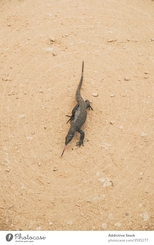 Waran auf Sand im Safari-Park Monitor Lizard Reptil Tier Natur Tierwelt wild Gelände Sommer Umwelt Spaziergang Freiheit natürlich Boden Fauna ruhig Landschaft