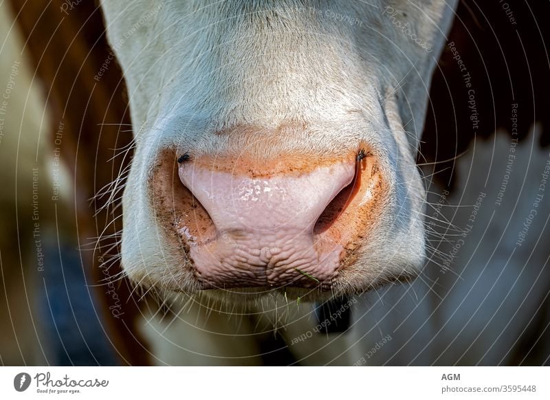 Nahaufnahme eines Kuhmauls Porträt Ackerbau Tier Hintergrund Rindfleisch schwarz bovin braun schließen abschließen Textfreiraum Landschaft Kuhgesicht Kühe