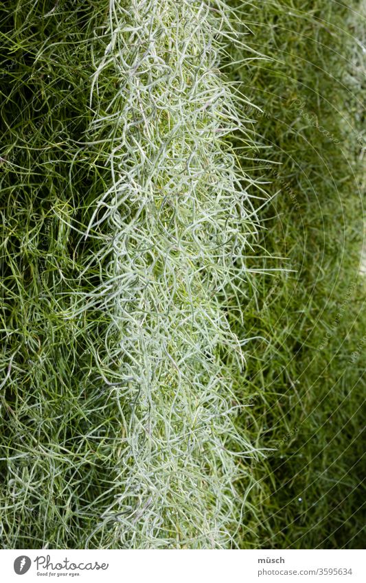 Tillandsia usneoides grün silber Botanik Wasser Pflanze Kaktus Natur saftig-grün Zimmerpflanze Arten Louisianamoos spanisches Moos Bromeliaceae