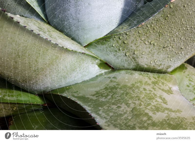 Sukkulente grün Aloe vera silber Sukkulenten Botanik Tau Tropfen Wasser Pflanze Kaktus Verzweigung Ansatz Natur Stamm Blatt Wurzel saftig-grün prall dick