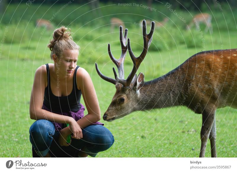 Junge Frau in der Hocke neben einem neugierigen Hirsch mit großem Geweih der Kontakt aufnimmt Interesse schnuppern Sommer warm Gefühle Tierliebe Neugier zahm