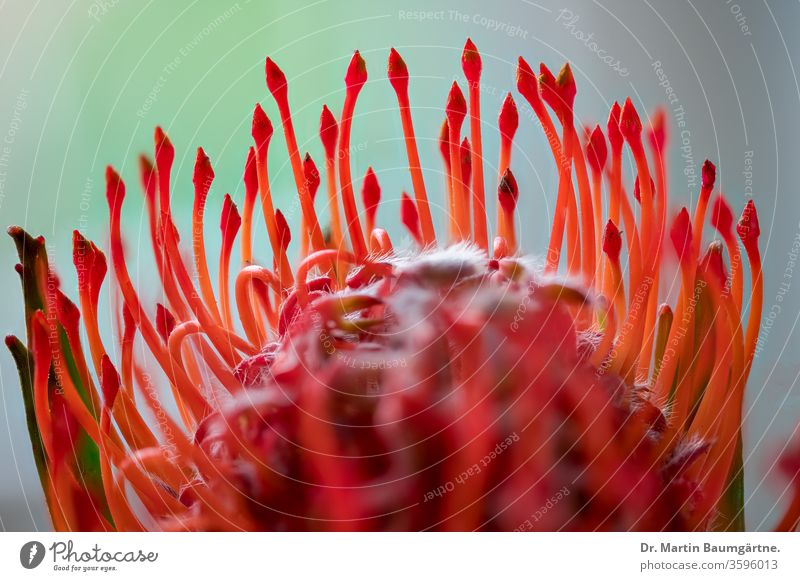 Blüte der orangefarbenen Leucospermum cordifolium, Nickendes Nadelkissen, ein Strauch aus Südafrika Leukospermum Wackel-Nadelkissen Südafrikaner Pflanze