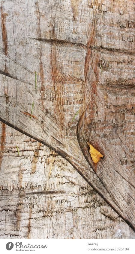 Holz auf Holz Maserung Holzmaserung braun Kraft holzhintergrund Strukturen & Formen sonderbar eigenartig Detailaufnahme Farbfoto natürlich authentisch Kontrast