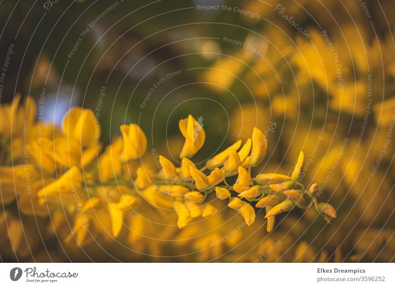 Goldregen in der Sonne goldregen Blüten pflanze Natur Garten