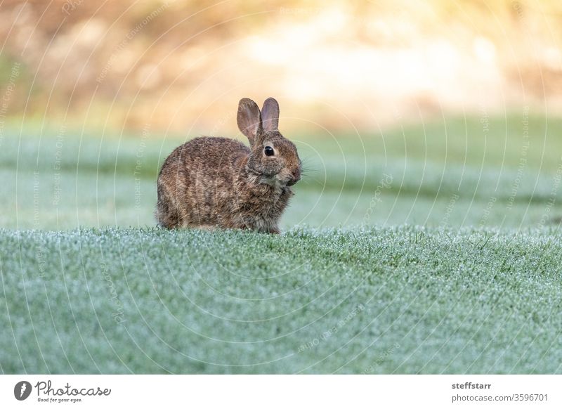 Sumpfkaninchen Sylvilagus palustris frisst grünes Gras Kaninchen essen Essen Tierwelt Die Tierwelt Floridas Fort Myers niedliches Häschen Hase