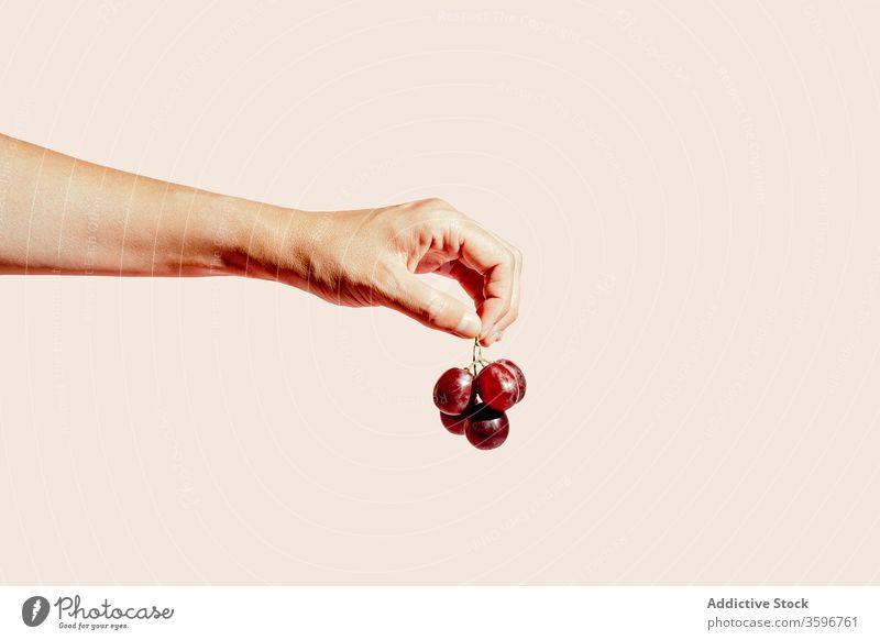 Erntehelfer mit Trauben im Atelier Frucht Person Halt gesunde Ernährung reif Vitamin lecker Lebensmittel frisch geschmackvoll organisch süß Gesundheit natürlich