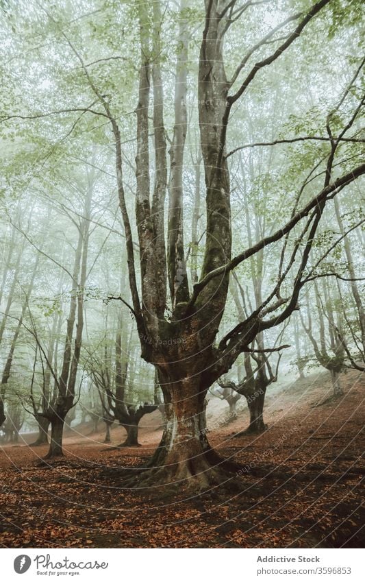 Großer Baum mit großen Ästen im Herbstpark Kofferraum Ast Laubwerk Waldgebiet Harmonie idyllisch Natur Nebel Landschaft unberührt malerisch Windstille stumm