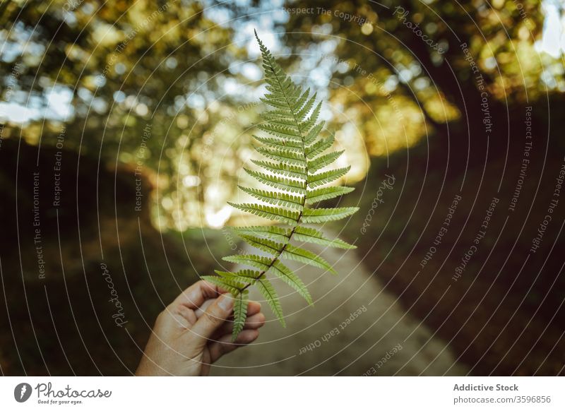 Ernte nicht erkennbare Person, die Farnblatt hält Wurmfarn Blatt idyllisch Harmonie Wald zeigen Vegetation Umwelt Botanik Ökologie Laubwerk Flora tagsüber