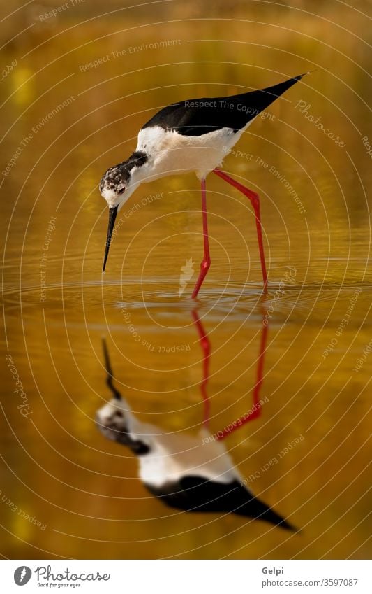 Schwarzflügel suchen in einem Teich nach Futter Vogel himantopus Stelzenläufer Wasser Tier schwarz Spiegel Reflexion & Spiegelung weiß geflügelt Tierwelt Natur