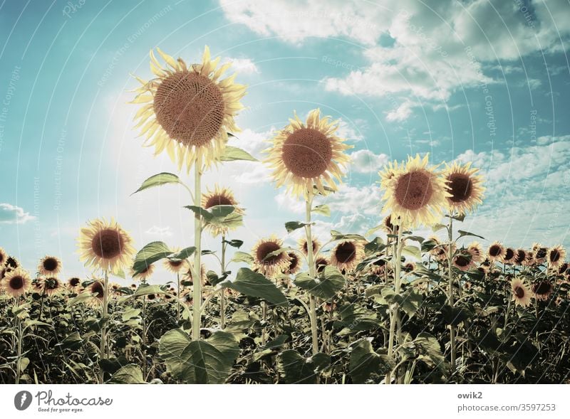 Sonnige Typen Sonenblume Sonnenschein leuchten strahlen draußen Außenaufnahme Himmel Nahaufnahme Blume Blüte Sonnenblume Farbfoto Menschenleer Pflanze gelb