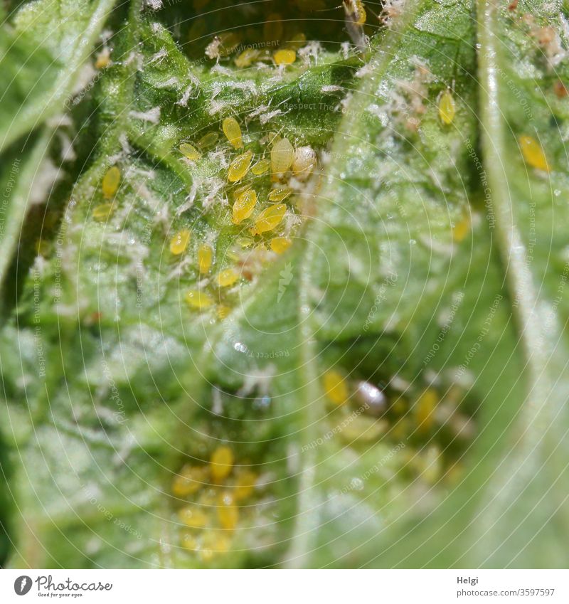 kleine Plagegeister - gelbe Blattläuse auf der Rückseite eines Johannisbeerblattes Tier Makroaufnahme Nahaufnahme Außenaufnahme Insekt Pflanze Blattadern Natur