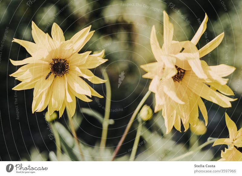 Bild einer gelben Dahlie mit Insekt Dahlien Pflanze blüte Natur Nektar Blüte Blume Sommer Tier Biene Nahaufnahme Makroaufnahme Frühling Garten Menschenleer