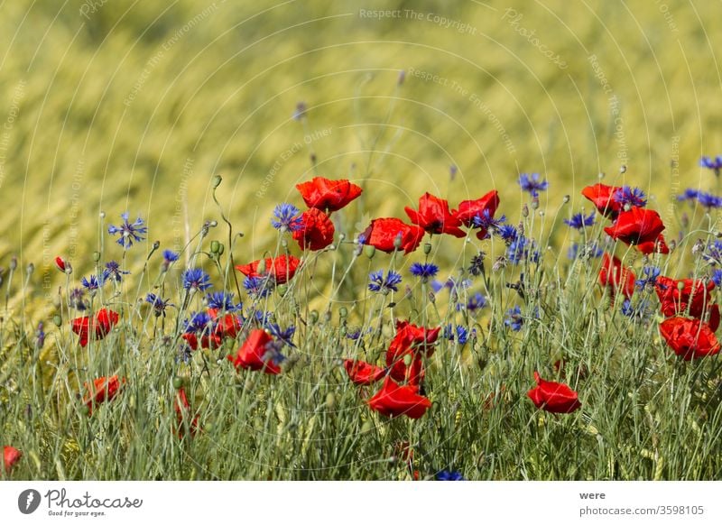 Poppies and cornflowers in a wheat field agricultural area blooming Blossoms copy space Field winds bloom Herb landscape meadow herb nature nobody