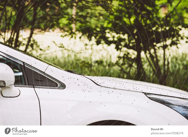 weißes Auto zieht Fliegen an - ein lizenzfreies Stock Foto von Photocase